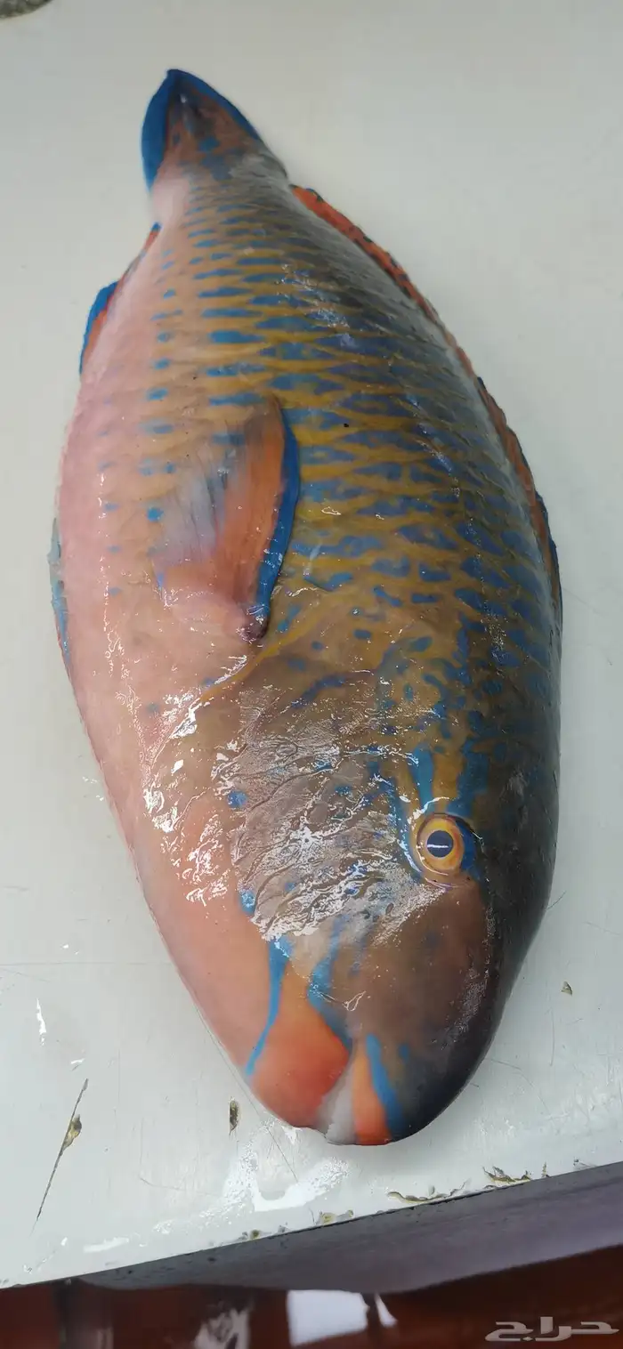 أسماك و ربيان طازجة بلدي يوميآ 8