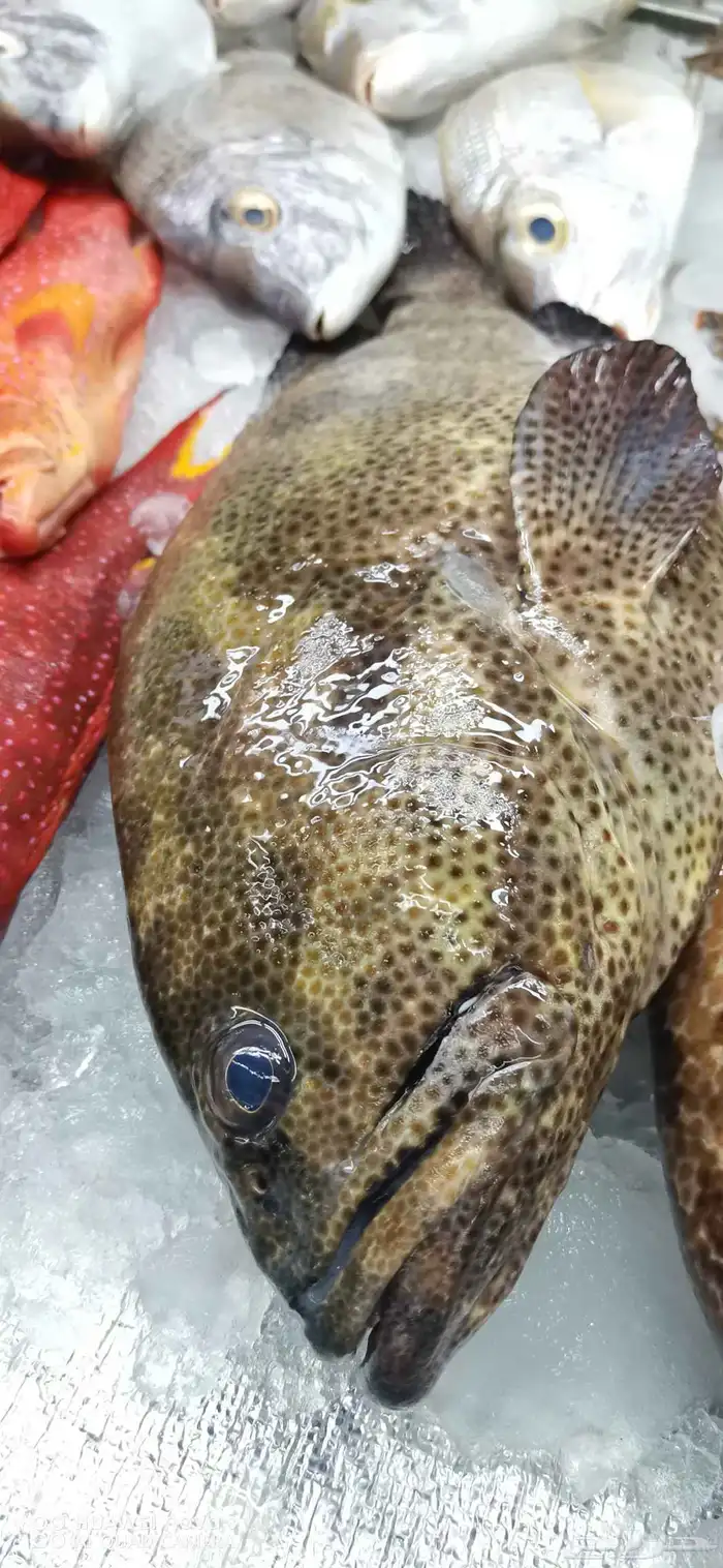 أسماك و ربيان طازجة بلدي يوميآ 0