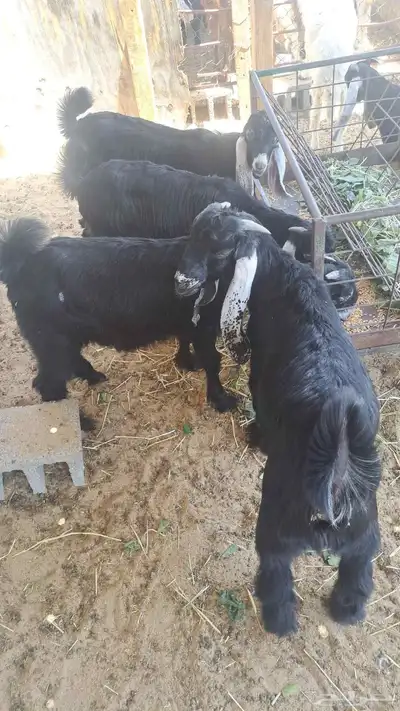 تيوس عوارض ذبايح 2