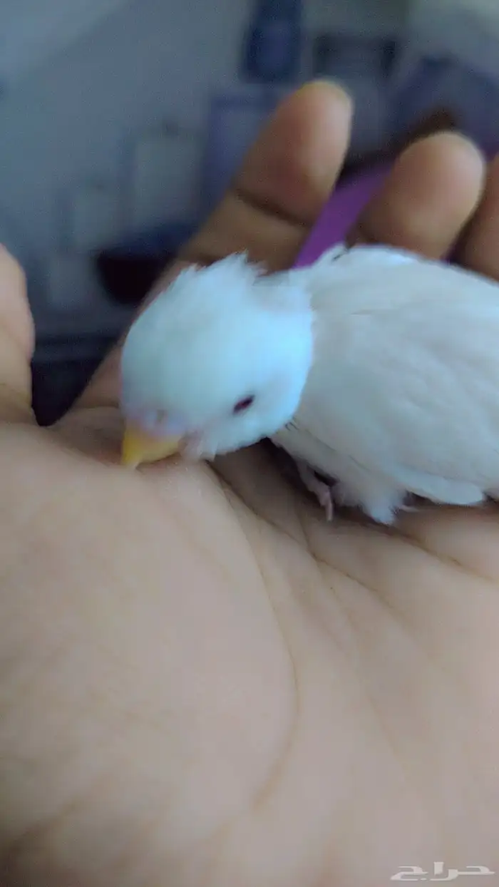 طيور بادجي البينيو حلوين ماشاءالله تم بيع 1
