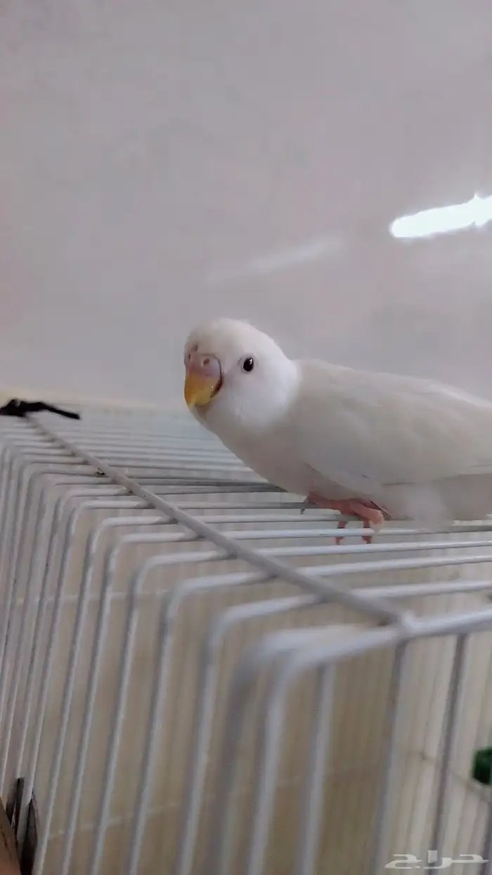 طيور بادجي البينيو حلوين ماشاءالله تم بيع 0