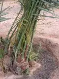 يتوفر لدينا نخيل مثمر فروخ ونقايل 3
