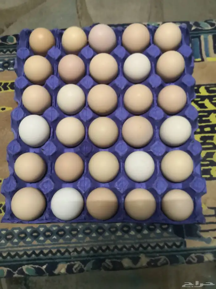 بيض براهما مخصب 1