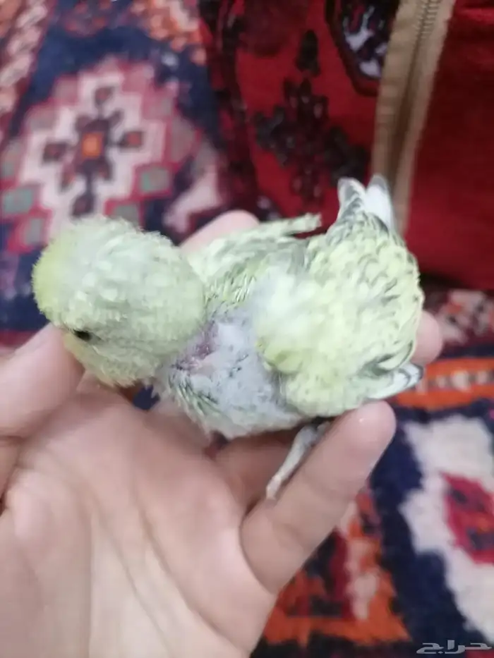 بادجي اليف فروخ 1