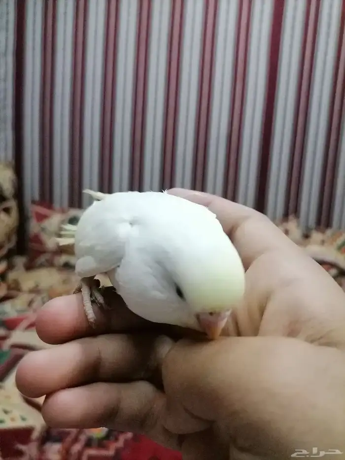 بادجي اليف فروخ 5
