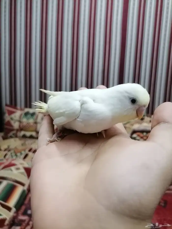 بادجي اليف فروخ 0