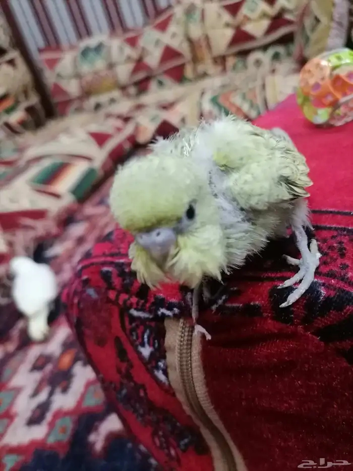 بادجي اليف فروخ 2