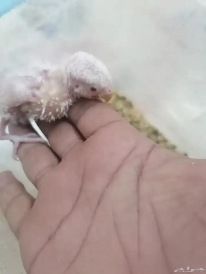 فرخ روز البينيو عيون حمرأ غر جحم وصحه ماشاء الله 1