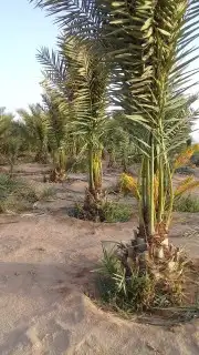 يتوفر لدينا نخيل مثمر فروخ ونقايل 0