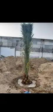 يتوفر لدينا نخيل مثمر فروخ ونقايل 2