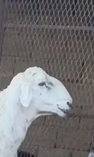 فحل حرش صنف الصنف فاخر جرم وجنب وراس ورتفاع ماشاء الله 1