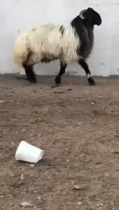 فحل نعيمي صنف للبيع 1
