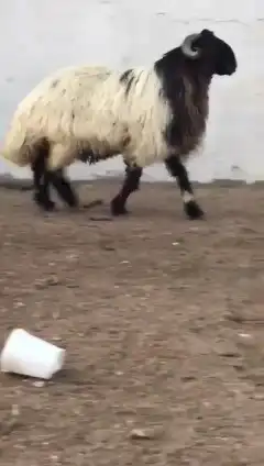 فحل نعيمي صنف للبيع 4