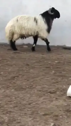 فحل نعيمي صنف للبيع 2