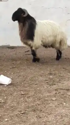 فحل نعيمي صنف للبيع 3