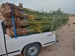يتوفر لدينا نخيل مثمر فروخ ونقايل 1