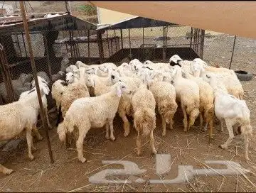 ضان للبيع مراح واحد 2