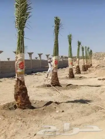 توريد جميع انواع النخل وتكريب جميع انواع النخل التواصل 4