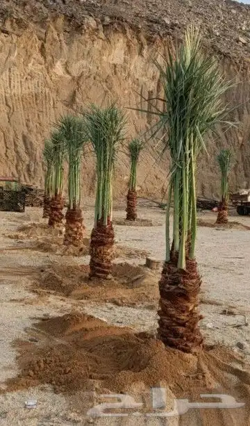 توريد جميع انواع النخل وتكريب جميع انواع النخل التواصل 1