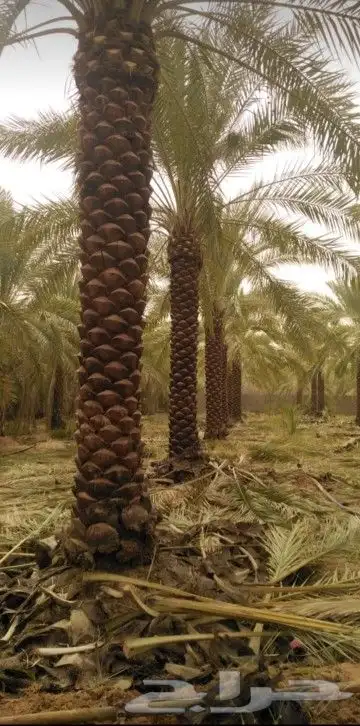 يوجد لدينا نخل عربي واشنطني خلاص ملوكي روثانا مجدول 7