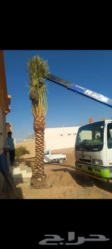 يوجد لدينا نخل عربي واشنطني خلاص ملوكي روثانا مجدول 3