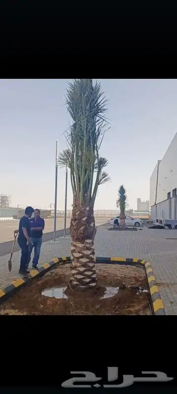 يوجد لدينا نخل عربي واشنطني خلاص ملوكي روثانا مجدول 6