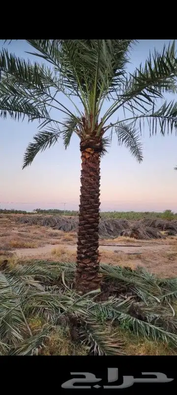 يوجد لدينا نخل عربي واشنطني خلاص ملوكي روثانا مجدول 8
