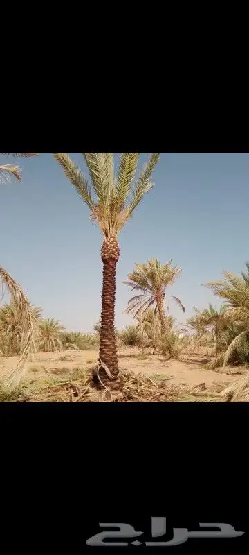 يوجد لدينا نخل عربي واشنطني خلاص ملوكي روثانا مجدول 5