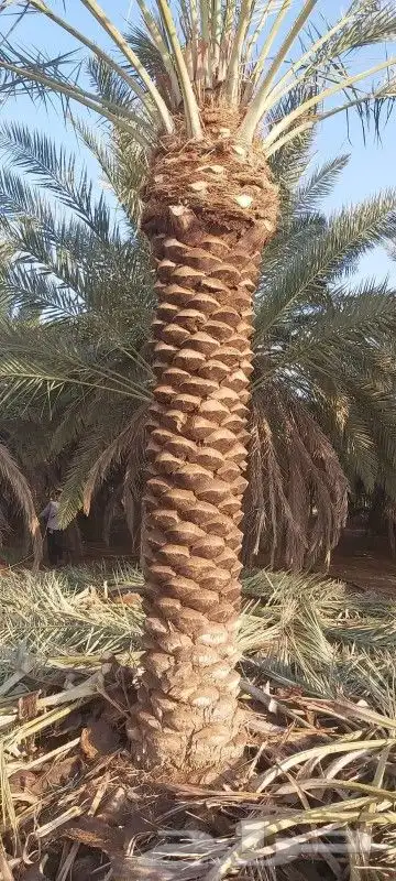 خيزران وقش رول الخيزران أعواد البامبو 3