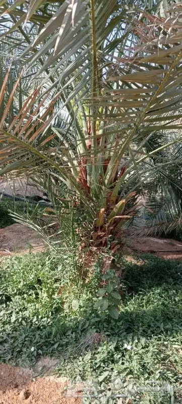 نخيل مثمر للبيع صقعي سكري اخلاص هلالي مجدوله شيشي دخيني 2