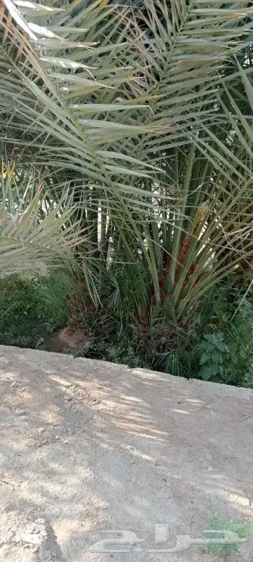 نخيل مثمر للبيع صقعي سكري اخلاص هلالي مجدوله شيشي دخيني 4