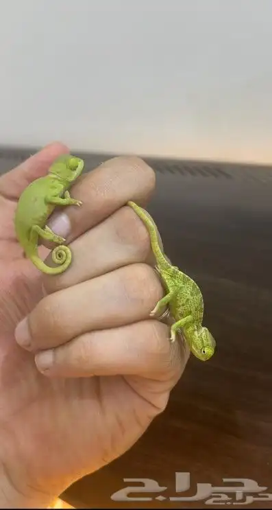 حرباء صغيرة الحجم للبيع مع توصيل 1