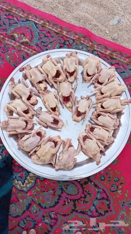 عرض زغالليل حمام 0