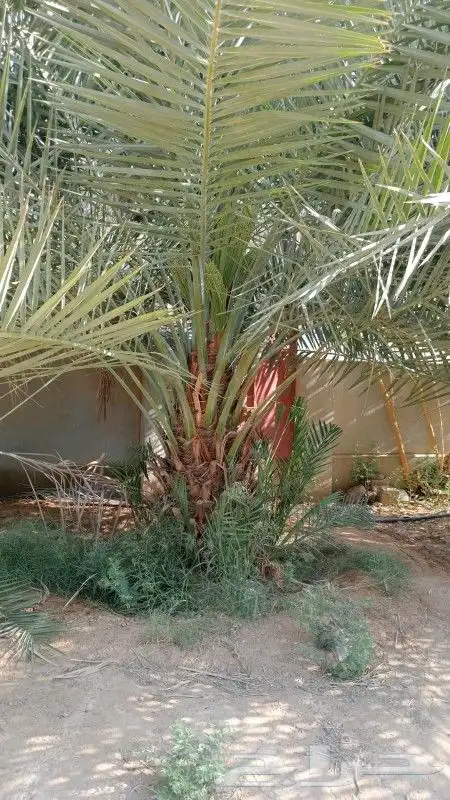 نخيل مثمر للبيع صقعي سكري اخلاص هلالي مجدوله شيشي دخيني 3
