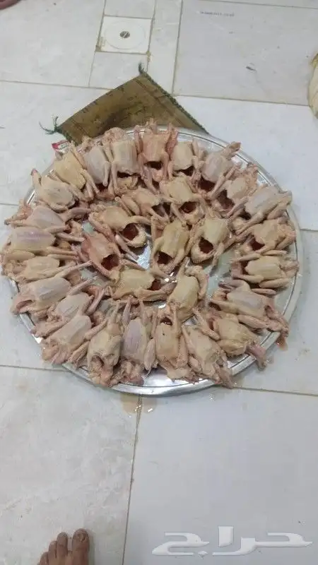 عرض زغالليل حمام 1