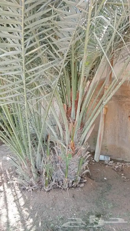 نخيل مثمر للبيع صقعي سكري اخلاص هلالي مجدوله شيشي دخيني 5