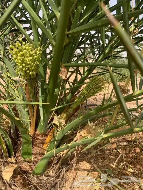نخيل مثمر للبيع صقعي سكري اخلاص هلالي مجدوله شيشي دخيني 1