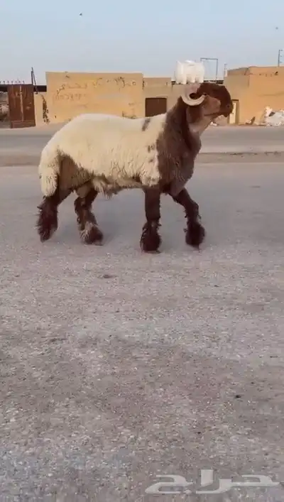 جدع نعيمي صنف للبيع 4