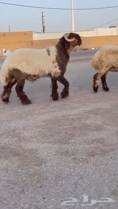 جدع نعيمي صنف للبيع 1