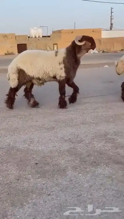 جدع نعيمي صنف للبيع 2