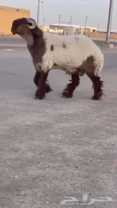 جدع نعيمي صنف للبيع 3