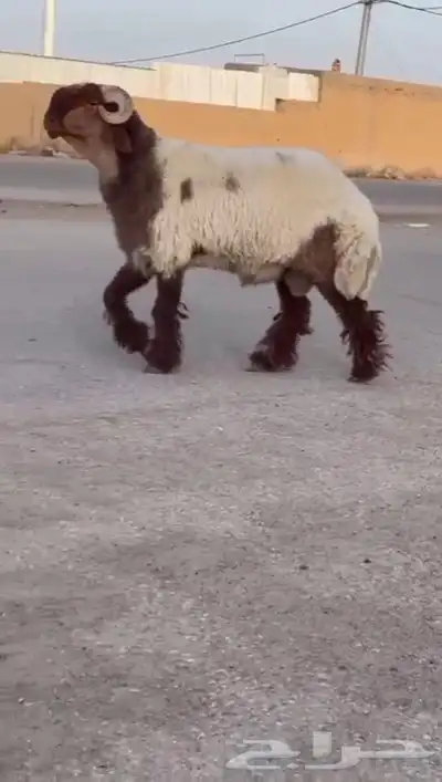 جدع نعيمي صنف للبيع 0
