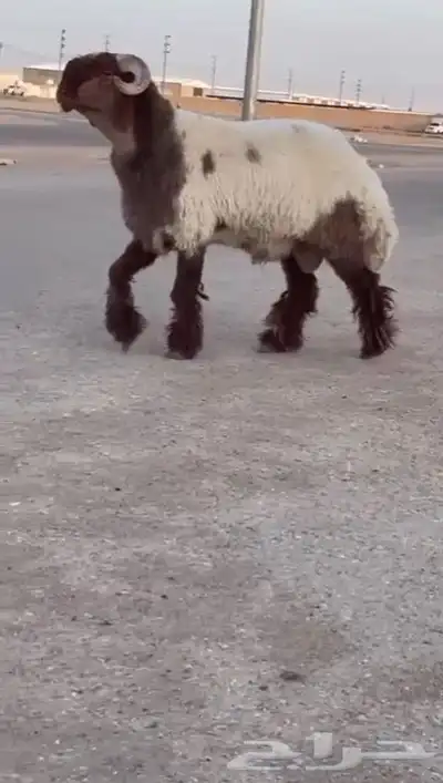 جدع نعيمي صنف للبيع 5