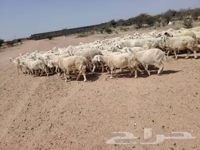 غنم منوة القاني العدد 92 دفيع وشرط ماشالله عليها 3