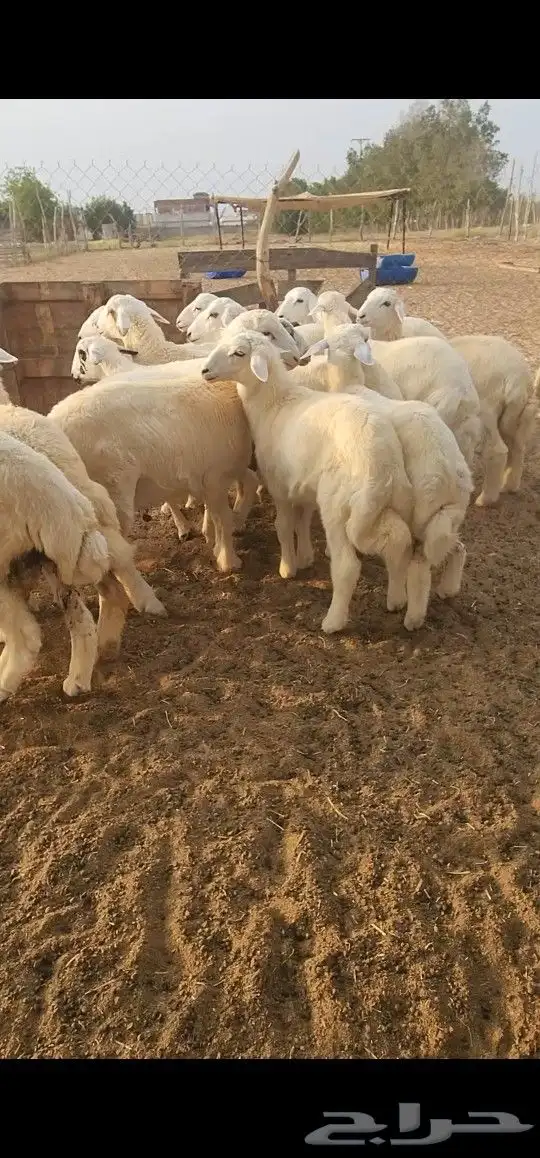 اضاحي طليان حري نظيف((تم البيع)) 0