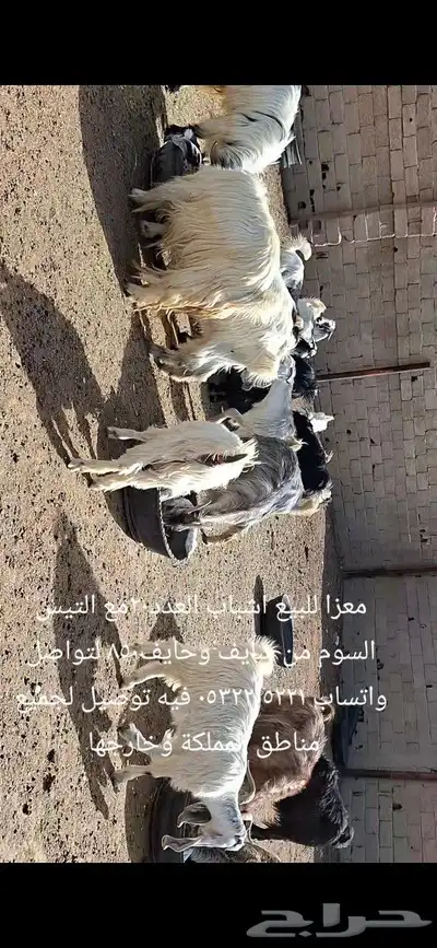 معزا للبيع شرط سن و ديد 4
