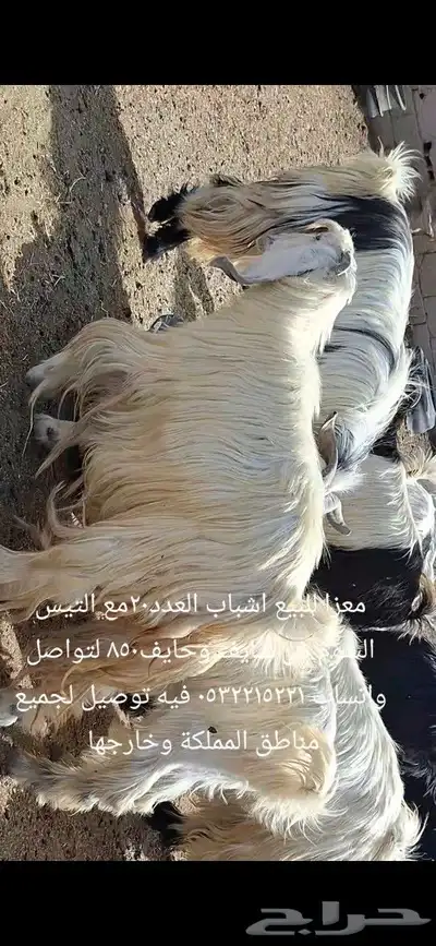 معزا للبيع شرط سن و ديد 0