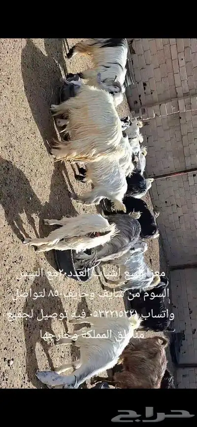 معزا للبيع شرط سن و ديد 3