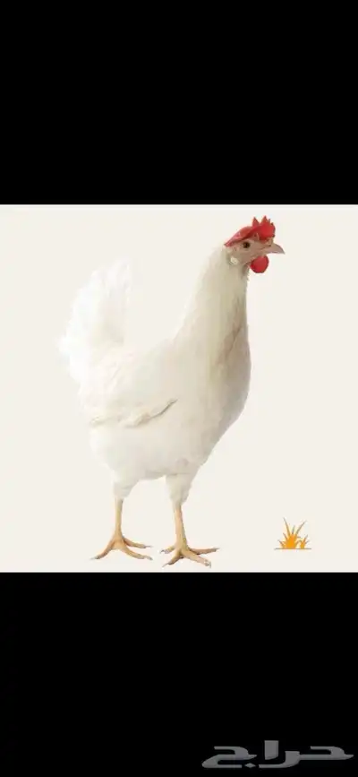 دجاج ابيض بياض لوهمان كلاسيك 0