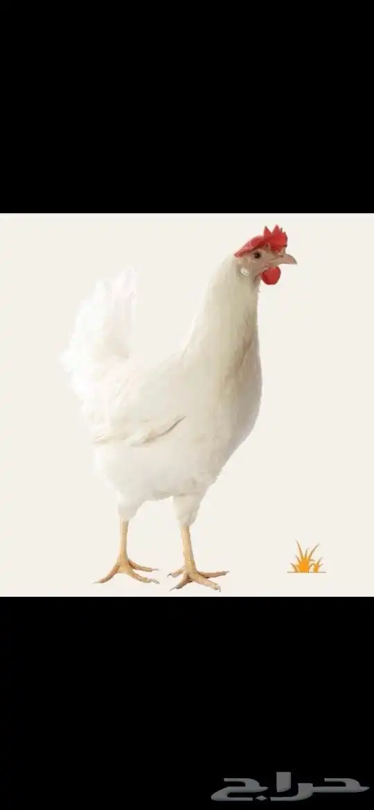 دجاج ابيض بياض لوهمان كلاسيك 0